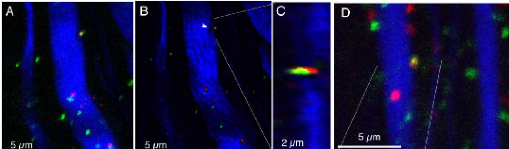 Laboratory for Neuroscience Research