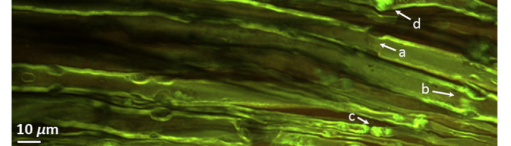 Laboratory for Neuroscience Research